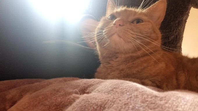 My baby hehe ... for now https://t.co/sKymQIijfI<a href="/tag/throne"class="tags"><span>#throne</span></a><a href="/tag/wishlist"class="tags"><span>#wishlist</span></a>