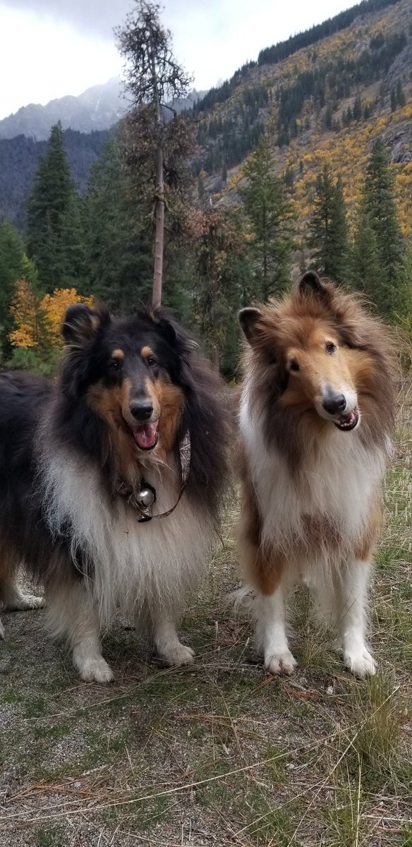 Walking into Autumn with sweet memories....#roughcollies #roughcollieadventures #collies #dogsoftwitter #dogcelebration #dogs #pnw #dogs #naturephotography #wilderness #mountains #adventuredogs #mountaindogs