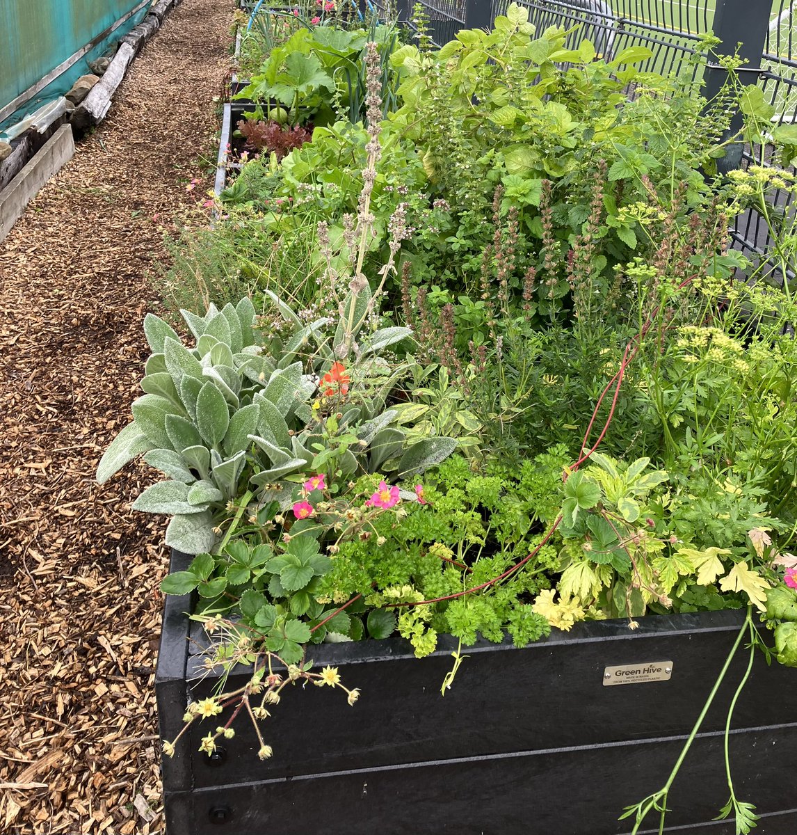 HLHLeadershp's tweet photo. A very productive day that started with exciting #Playleader discussions with @jaci_cala @CALAchildcare & ended with more #Leadership chats at the hidden gem that is Inverness Botanic Gardens @YPPsych & HLH Countryside Rangers @Nairnsgreenhive https://t.co/L055oxzW0v
