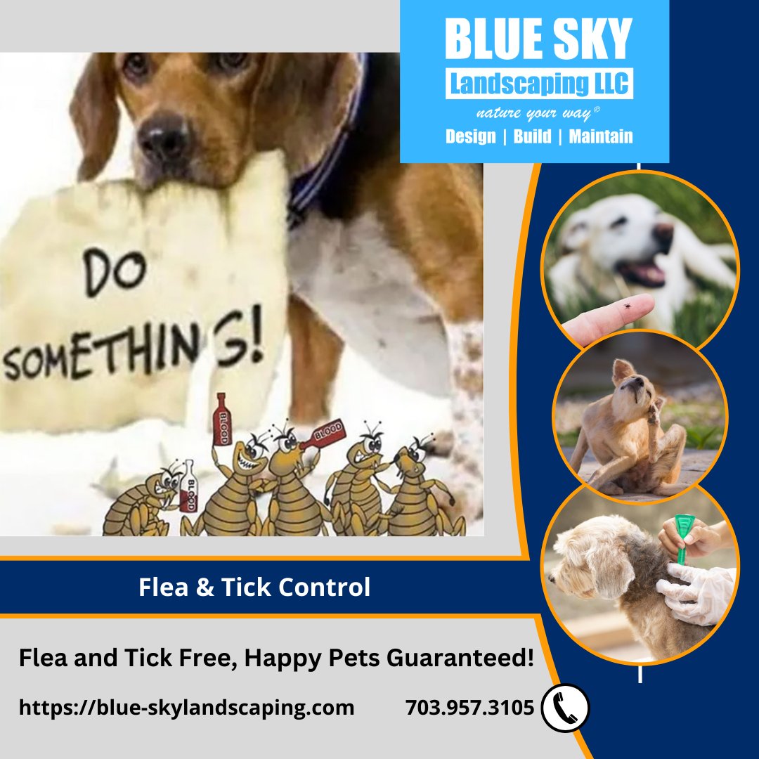 Looking for an organic way to keep your pet safe from fleas and ticks? Blue Sky Landscaping’s Organic Flea and Tick Control Program is the perfect solution! 

blue-skylandscaping.com/organic-flea-t…… 

#ticks #fleas #pestcontrol #lymedisease #tickseason #outsideisfunagain #lyme