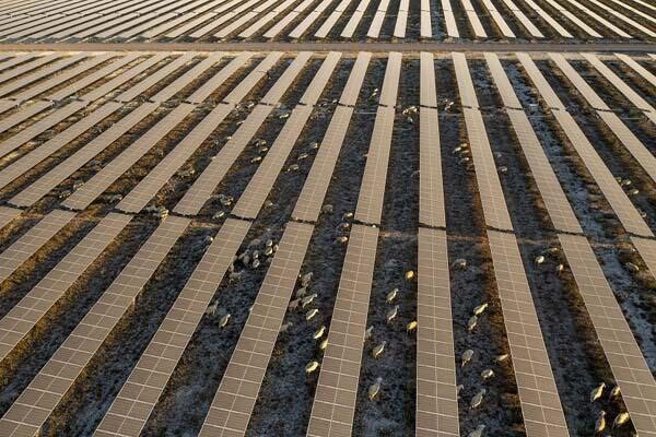 Avrupa’nın en büyük güneş enerji santrali olan Konya'daki Karapınar Güneş Enerjisi Santrali'nin (GES) sahası 'Otlatma Pilot Uygulaması' ile koyunların otlaması için kullanıma açıldı.

600 küçükbaş, günün belirli saatinde panellerin arasında yayılıyor.

(Kalyon Enerji)