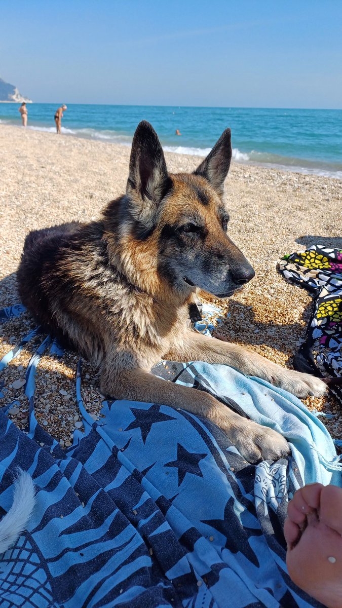 Stefano Croce tweet media