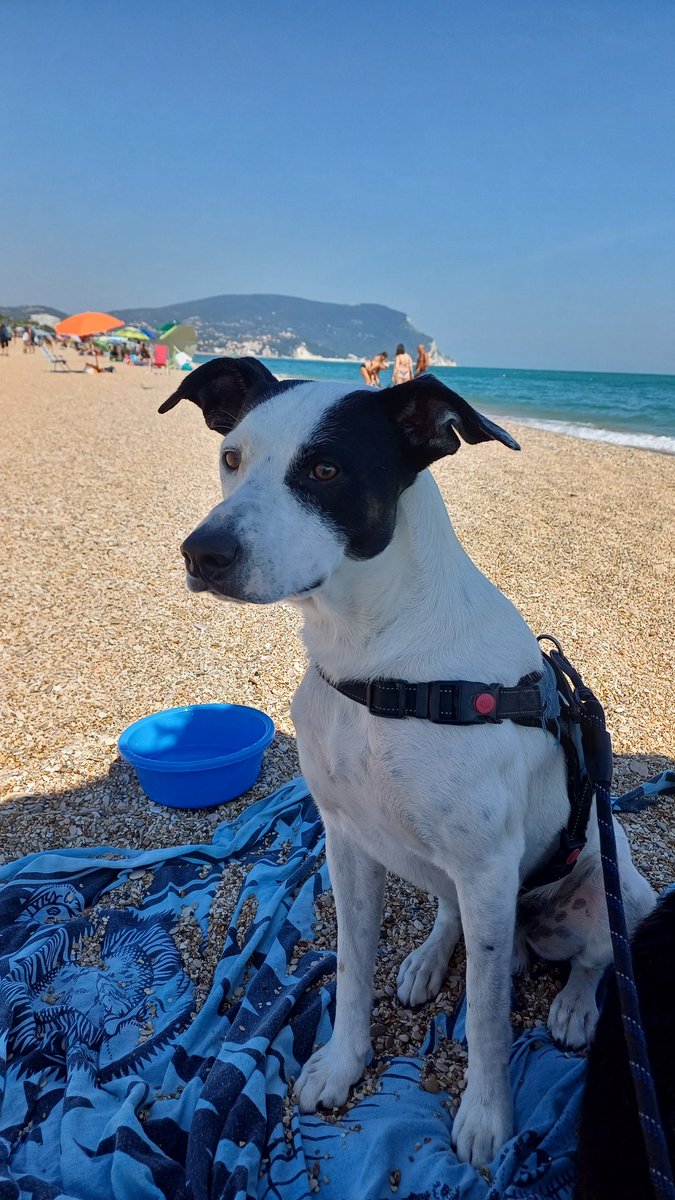 Stefano Croce tweet media