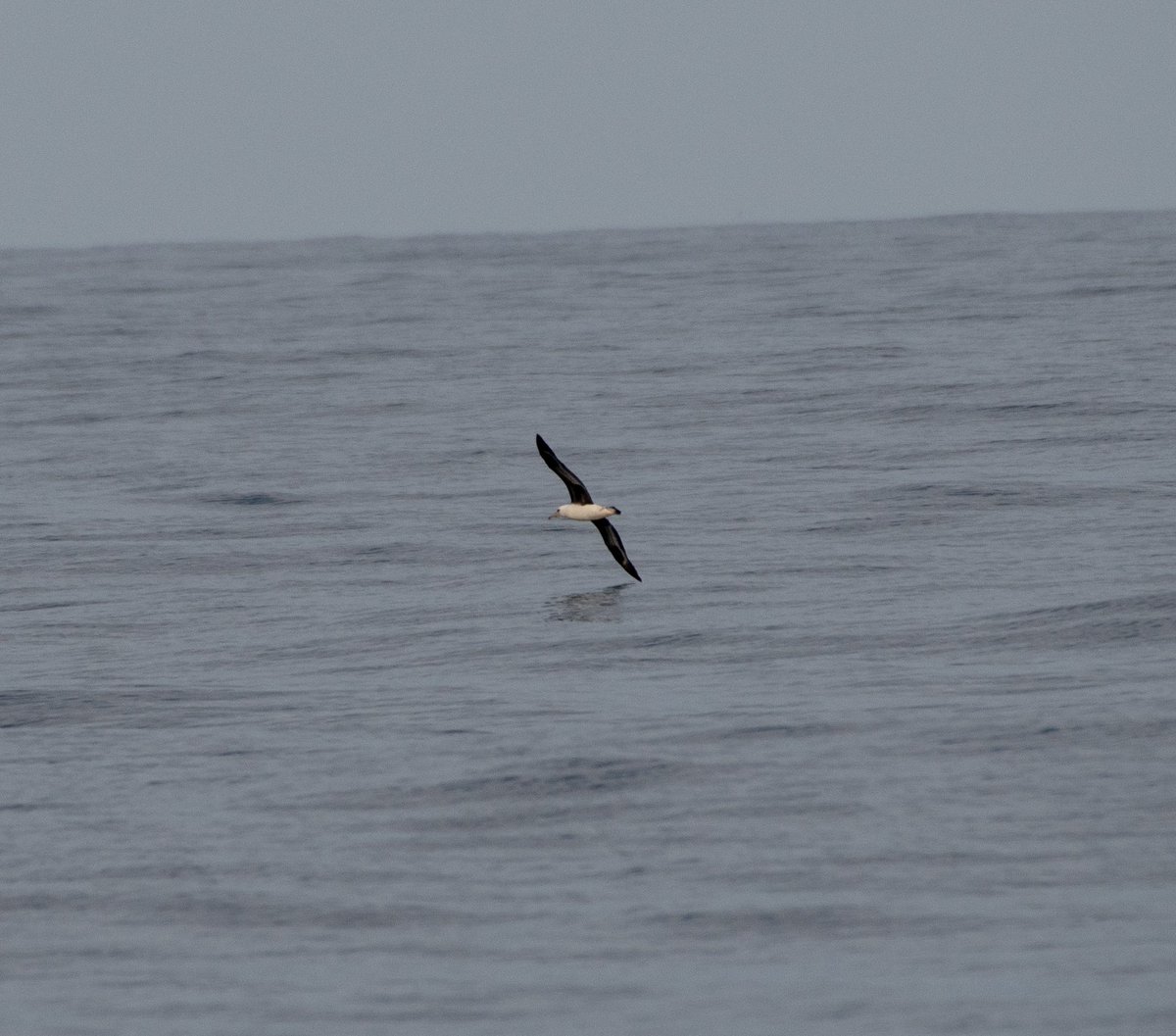 We had an amazing day exploring the Pacific Ocean with Oregon Pelagic Tours and Garibaldi Charters. 

I ❤️ Pelagic birding!

Hear all about it: tinyurl.com/27a4nv6s
