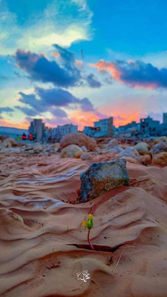 ستزهر درنة وما جاورها وسينبت الورد والياسمين يوماً من جديد ..
ستبقى درنة زاهرة في قلوبنا 
#درنة_الزاهرة
.. ستزهر وتنهض قريبا🌸🤍