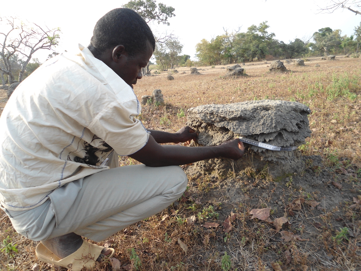 Mossy Earth tweet media