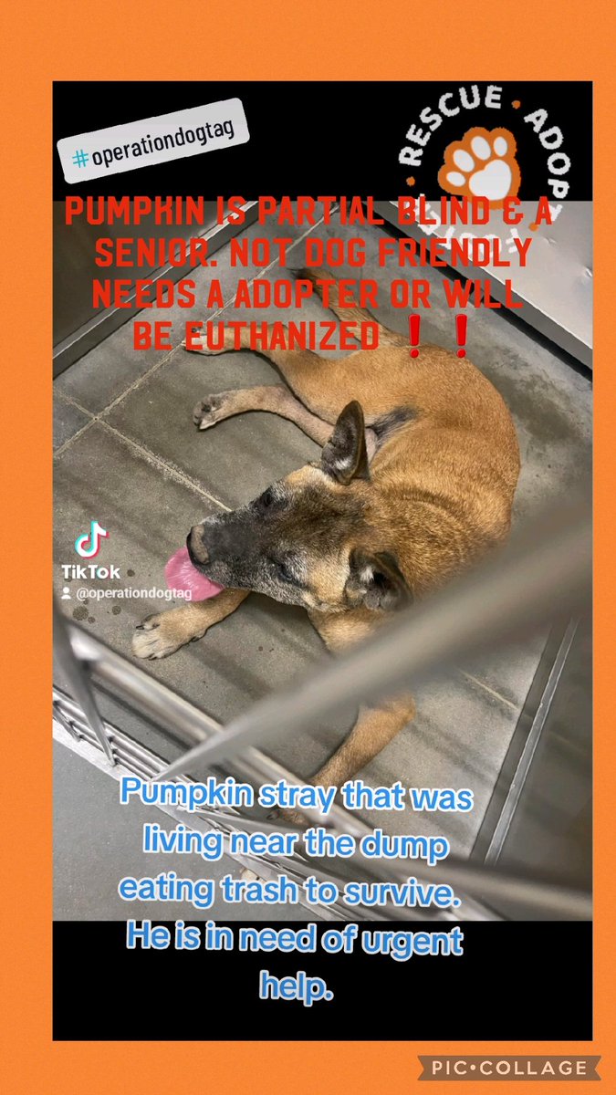 PUMPKIN PARTIALLY BLIND SENIOR NEED A ADOPTER OR WILL BE EUTHANIZED ❗️❗️❗️ Pumpkin stray that was living near the dump eating trash to survive. He is in need of urgent help. #54110316 Male Adult Russell Cnty-Phenix City AL #rescue #adopt #dogs #deathrowdogs #deathrow