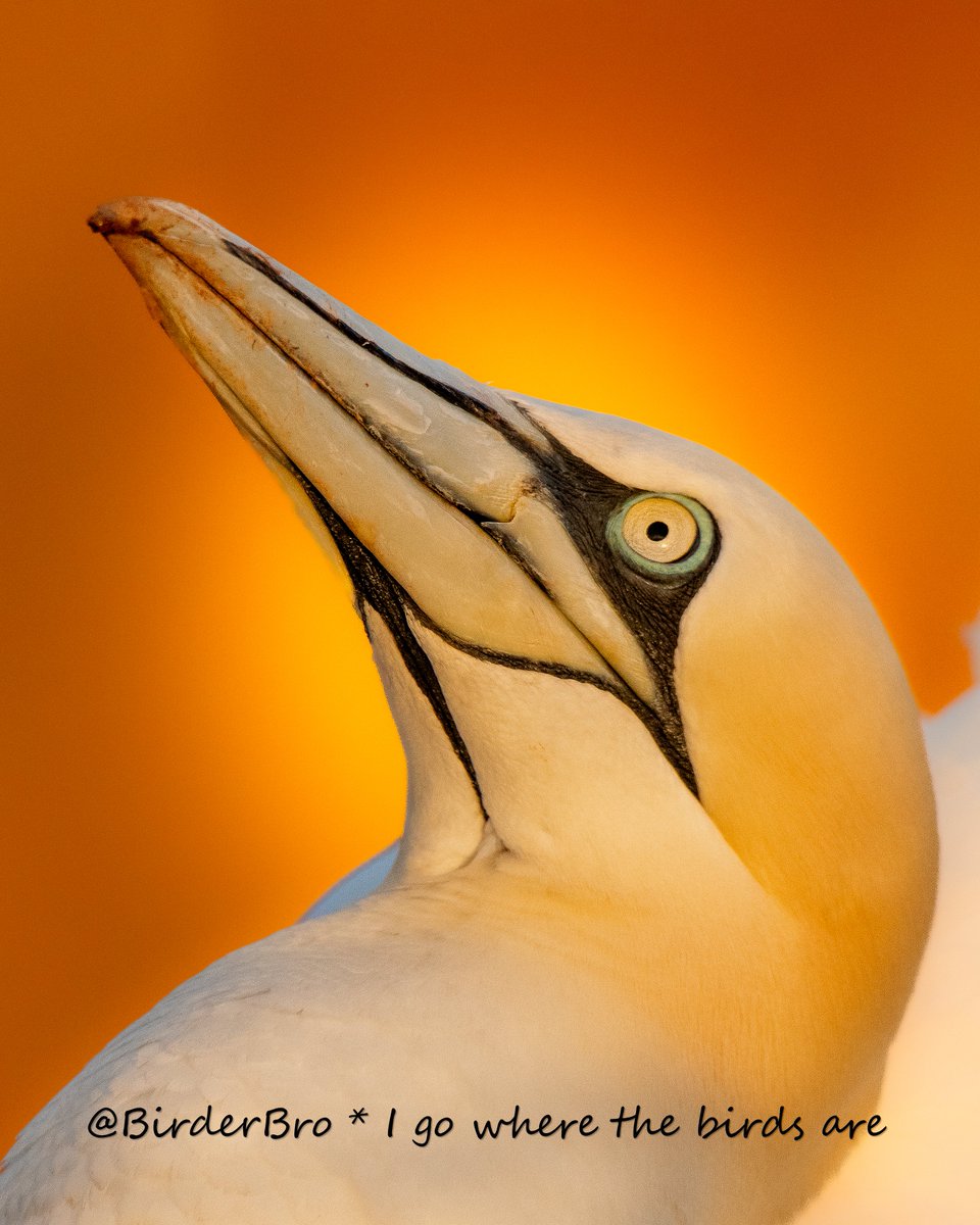 GorgeousGannet on #SuperSeabirdSunday😍
📍Heligoland🇩🇪 
📷@NikonUSA D7500🔘@TamronUK 150-600

#BirdTwitter #BirdsOfTwitter #birding  #birdphotography #BBCWildlifePOTD #ThePhotoHour @SteelySeabirder @Seabirders @SeabirdEcology @TheSeabirdGroup @VereinJordsand @ifv_whv @WildlifeMag