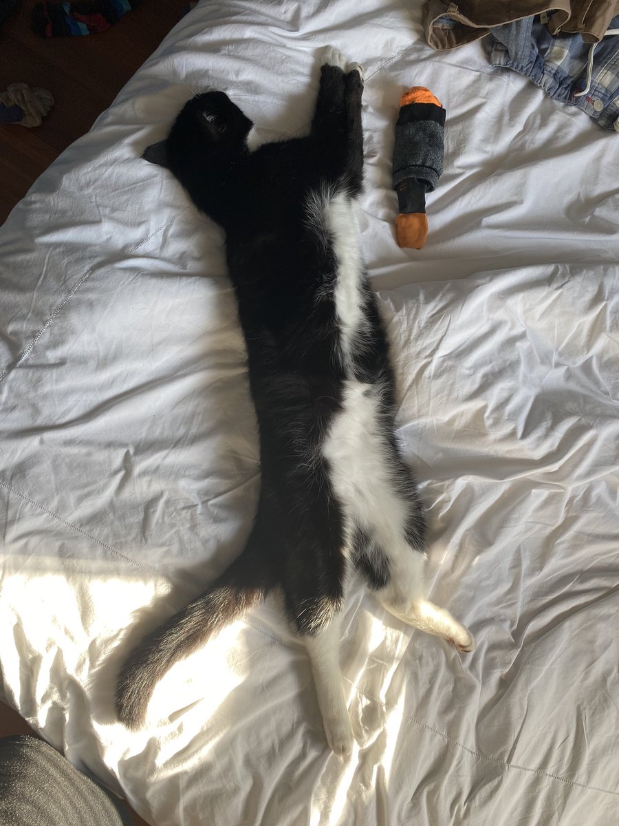 TobyGeeee's tweet photo. @ShouldHaveCat https://t.co/cmvpZDwwYW