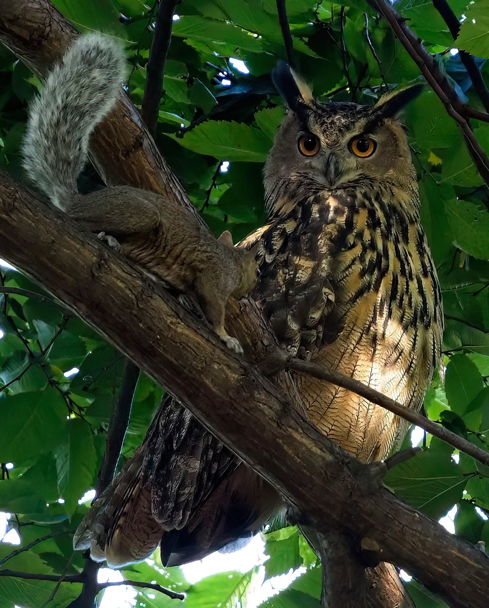Above96th's tweet photo. 🦉🦉🦉Flaco and the Central Park squirrel (cont). After a lengthy stare down, the squirrel decided to take the lower branch and Flaco chose to let it pass! Flaco then went back to sleep and they both lived happily ever after! 😊😊😊#Flaco #CentralPark #birdcpp https://t.co/geuZlQ5iDH