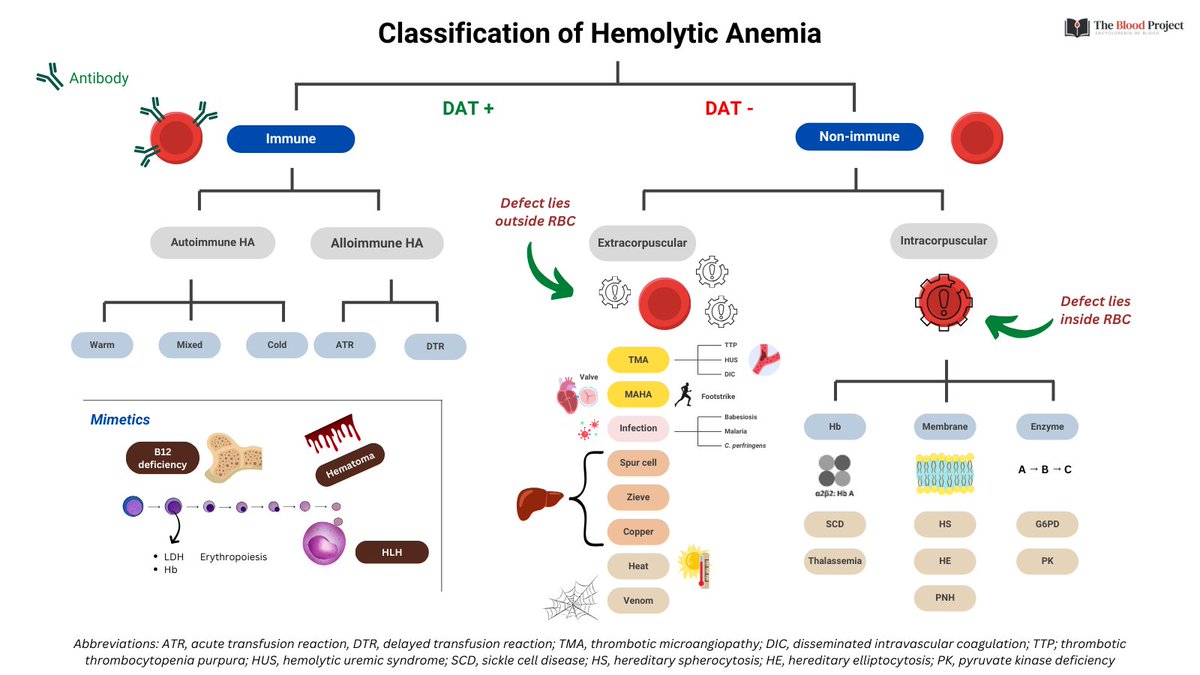 CLASSIFICATION SCHEME FOR HEMOLYTIC ANEMIA 1. Immune vs. non-immune 2. Immune - autoimmune vs. alloimmune 3. Non-immune - intra vs extracorpuscular 4. Intracorpuscular - Hb, membrane, enzymes 5. Extracorpuscular - TMA, MAHA, liver, infection 6. Mimics - B12, hematoma, HLH