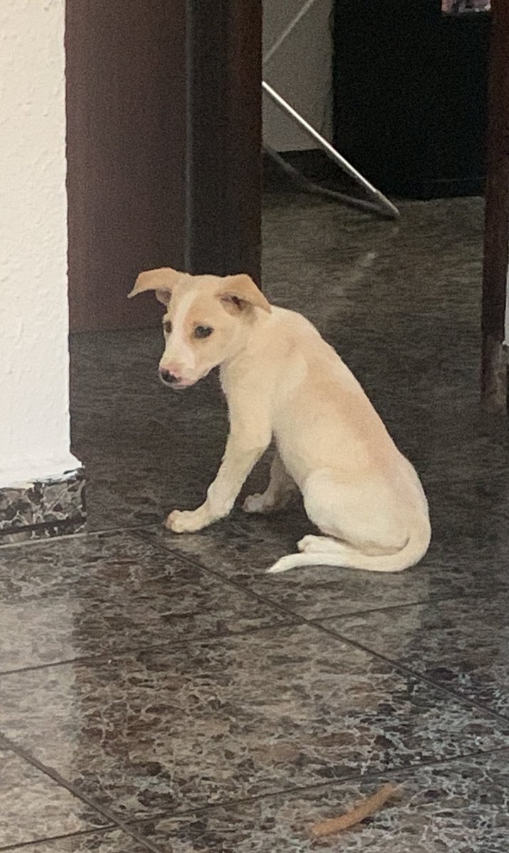 Ivanpa7's tweet photo. Hilo de fotos/videos de Jarita 🐶 https://t.co/E5lsd96Twq