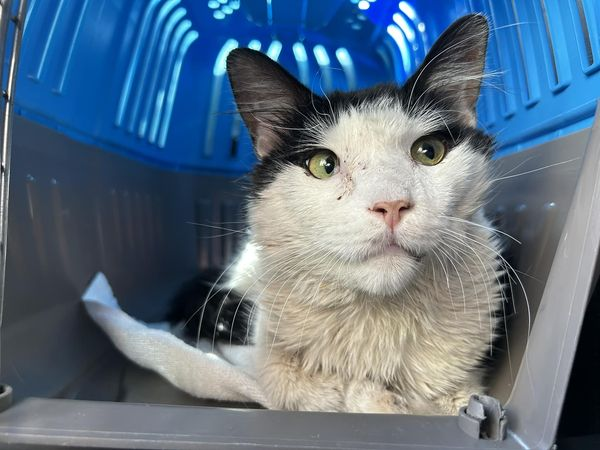 Hurt B&amp; W boy cat "Jade" from NYC ACC in #NewYork is safe! Thank you to the wonderful Ready For Rescue! A whole range of remedial measures are in progress &amp; see the full post on Facebook. (May have been hit by a car). See the links for honoring pledges &amp; making donations for