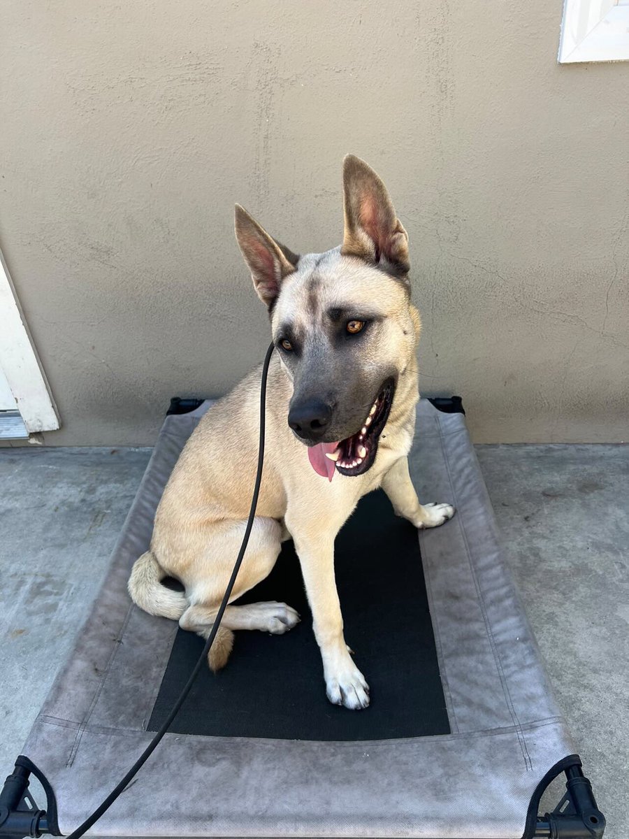 Iza_2021's tweet photo. 🆘FOSTER NEEDED🆘

We don’t have a foster for a 11 month old beautiful pup who is good with kids AND dogs AND GRADUATED tomorrow from one of the best doggy schools Redemptiontails 😳😳🥺
We need the community’s help🙏🏼 
Leo aka Butters is a #baldwinparkshelter survivor, we gave him the best training & we need a temporary home for him in #socal preferably🙏🏼We consider #norcal