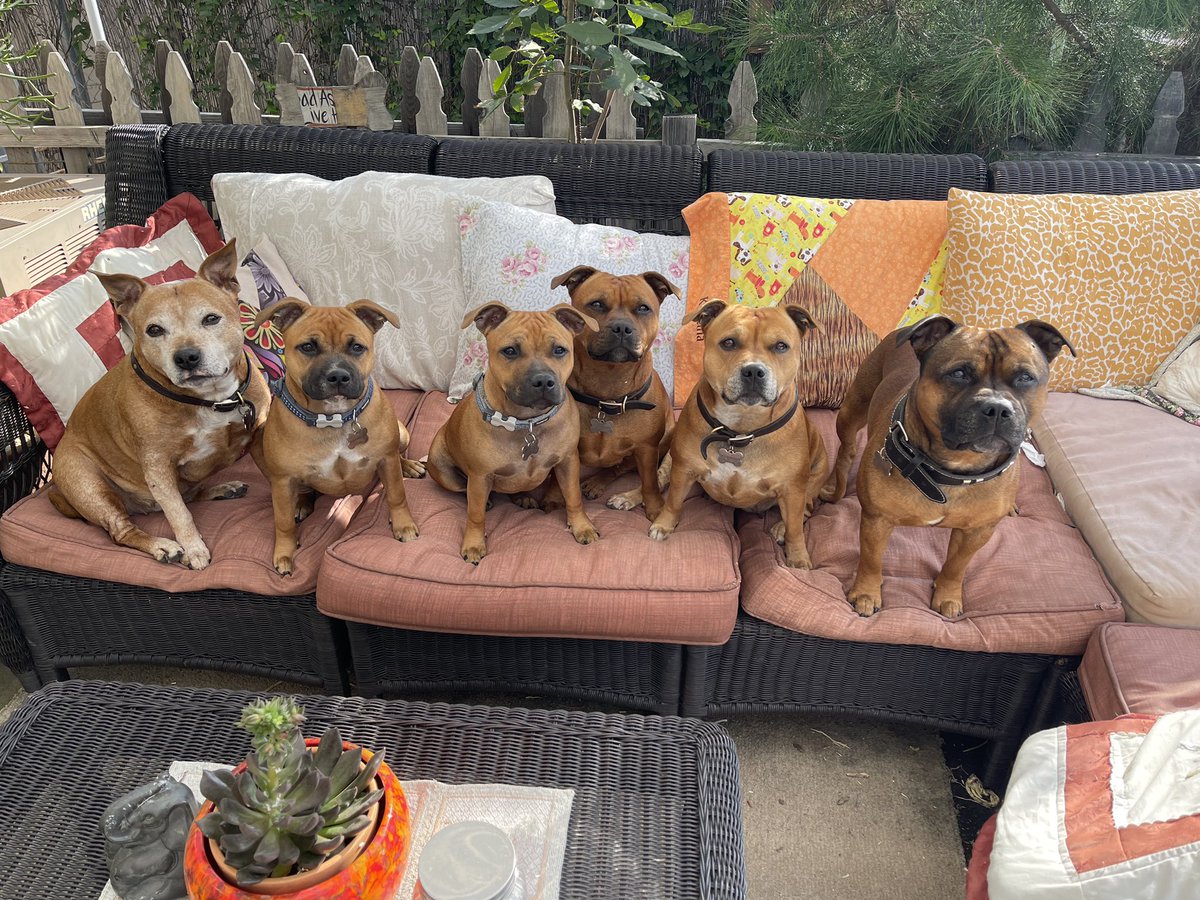 MyStaffords's tweet photo. Inspired by Shirley’s original shot, on a whim, “come on everyone! Get up there. Come on Q, up babe….stay…” and that fast. Click click click. “Good kids!” Love ❤️MyStaffords
#staffordshirebullterrier #housejudael #akcshowdogs #ejedpups #mardocpup #ezmapup #chezrapup https://t.co/oBvi34yfPp