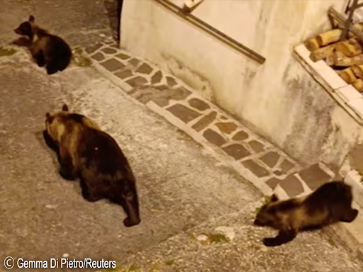 AnimalDefenders's tweet photo. MOTHER BEAR KILLED IN ITALY! Horrific killing of a female brown #bear in #Italy, has left two young cubs to fend for themselves. Italy’s Environment Minister has announced that the two bear cubs must remain free and be protected. https://t.co/vKaDmYlOfo