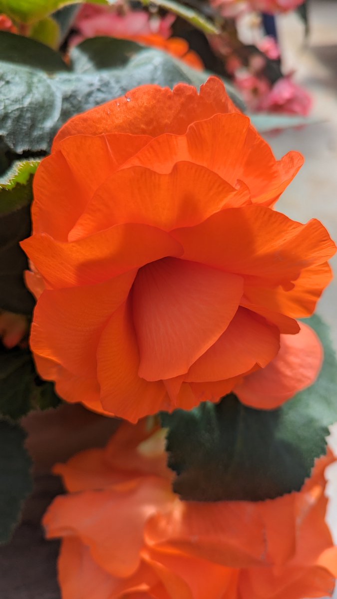 gavinmatix's tweet image. I took these photos at a botanical garden on my last vacation #flowe