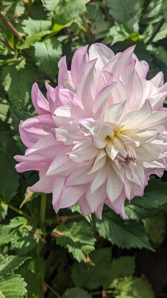 gavinmatix's tweet image. I took these photos at a botanical garden on my last vacation #flowe