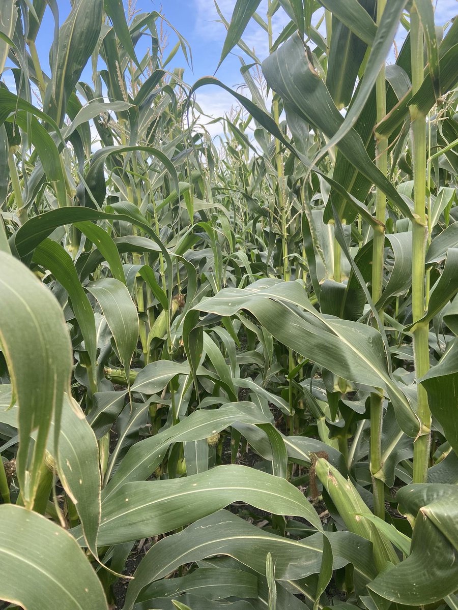 Shane Terry tweet media