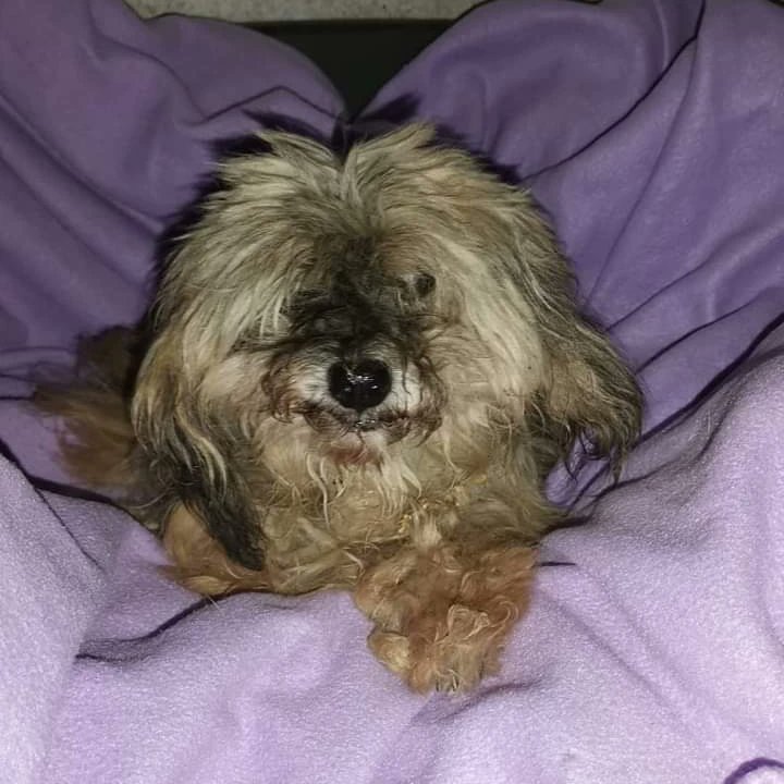 SosAbuelos1's tweet photo. Nora, perrita que cumple 17 años en marzo, necesita una familia para la última etapa de su vida, la iban a dejar en SADECO, perrera de Córdoba y la tiene una chica provisionalmente, está castrada y al día .

Tlf:  600 351 514 / 603 46 17 57 
Esta en Córdoba. https://t.co/35XSwAI1UE
