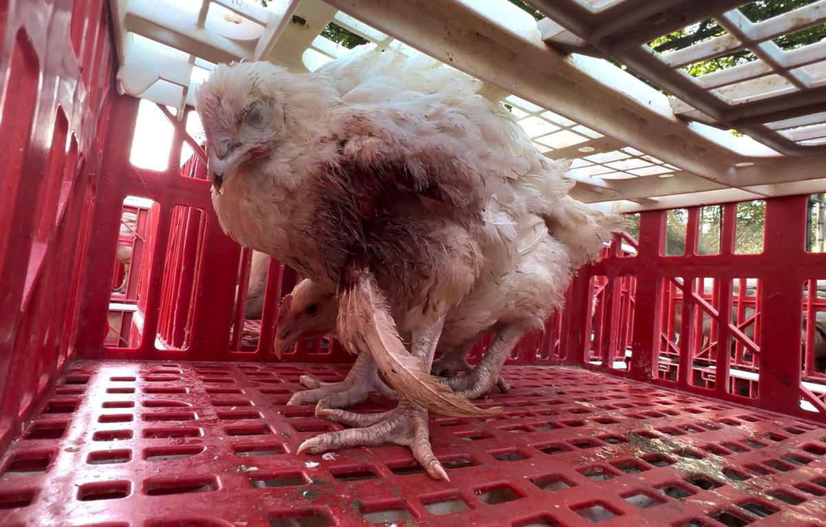 Animal Rights News tweet media