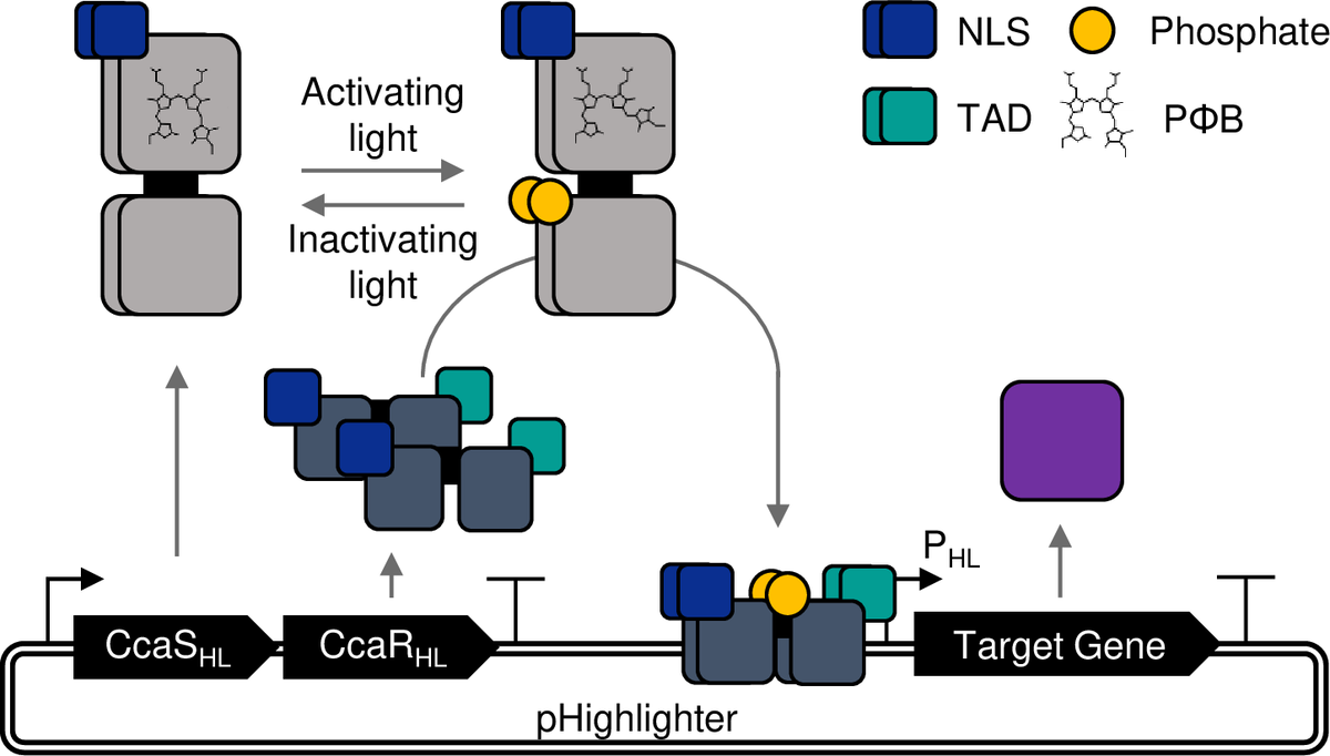 Sainsbury Laboratory Cambridge University (SLCU) (@slcuplants) on Twitter photo Highlighter: An #optogenetic system for high-resolution gene expression control in plants
<a href="/PLOSBiology/">PLOS Biology</a>➡️ dx.plos.org/10.1371/journa…
Research story➡️ bit.ly/optogenetic
Stunning engineering by Bo Larsen! Great team collaboration <a href="/xanderjones82/">Alexander Jones 🌈</a> @RobertoHofmann1 & <a href="/NPL/">NPL</a> colleagues Highlighter: An #optogenetic system for high-resolution gene expression control in plants
<a href="/PLOSBiology/">PLOS Biology</a>➡️ dx.plos.org/10.1371/journa…
Research story➡️ bit.ly/optogenetic
Stunning engineering by Bo Larsen! Great team collaboration <a href="/xanderjones82/">Alexander Jones 🌈</a> @RobertoHofmann1 & <a href="/NPL/">NPL</a> colleagues