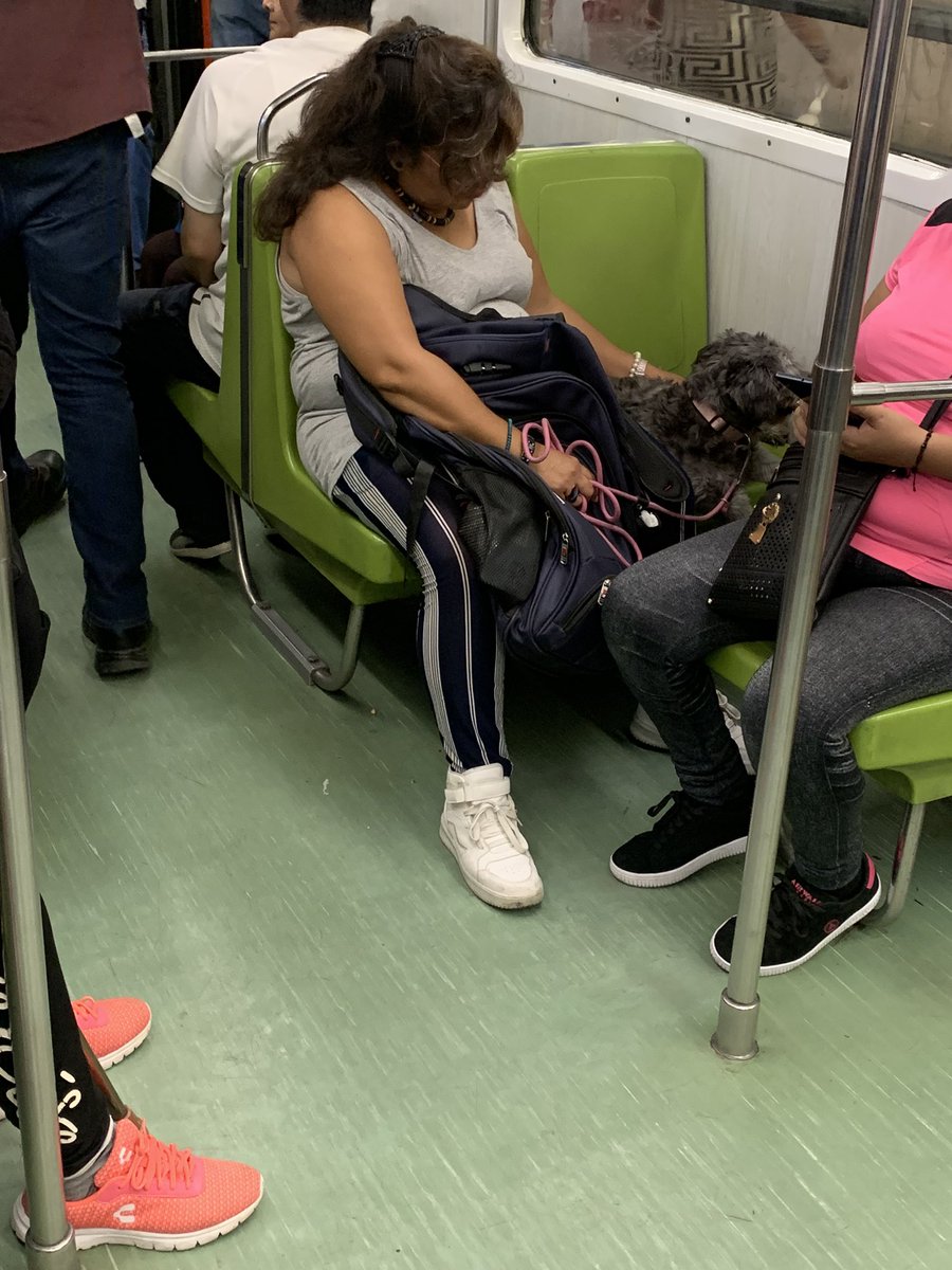 AlanRios117's tweet photo. Va cómodo su perro? hija de su puta madre

#MetroCDMX https://t.co/MUXR2qefdI