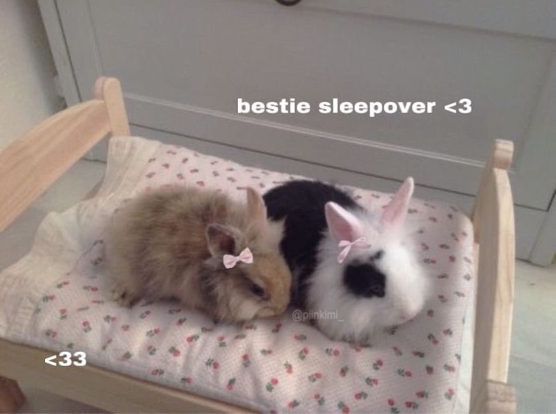 bunnieswbows's tweet photo. https://t.co/3eiHdtCxx5