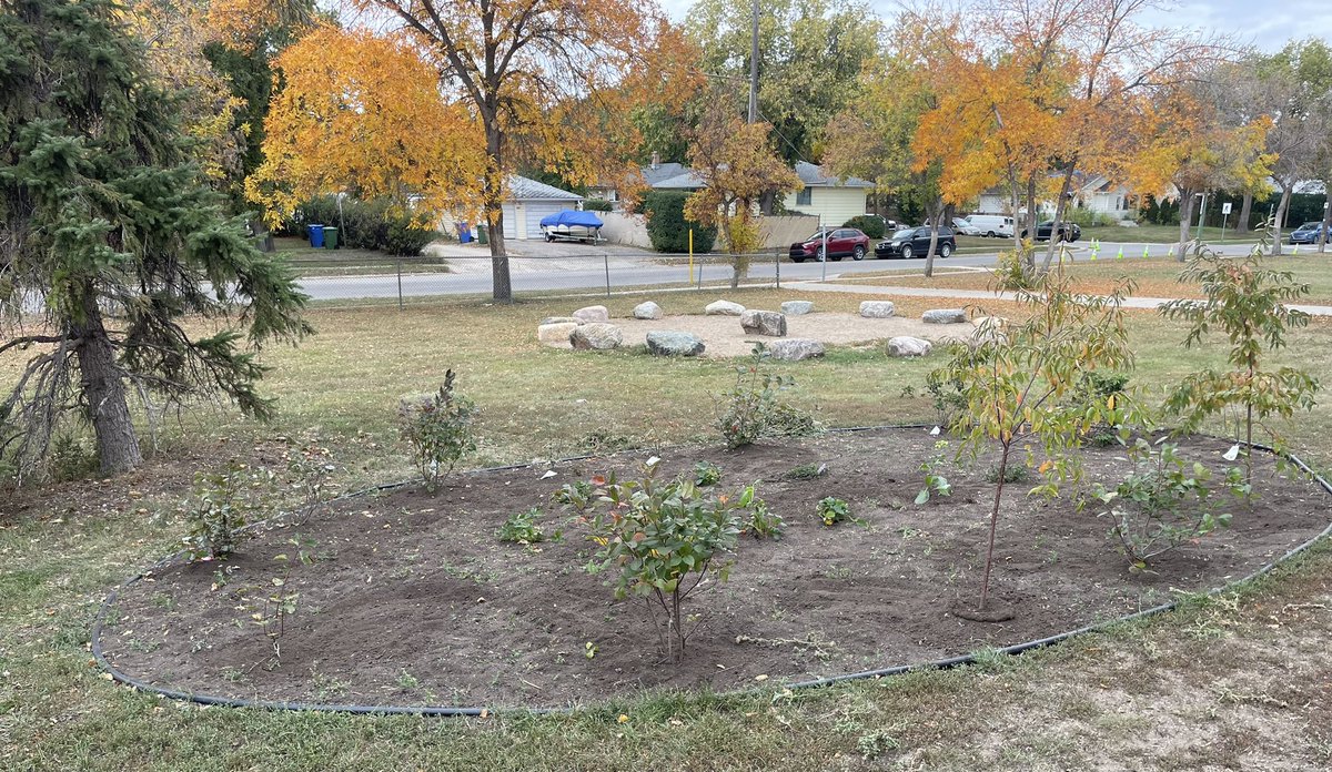 Rosemont Community School (@rosecomschool) on Twitter photo Our grandmother garden has officially been planted beside our grandfather rocks. We are excited for the learning opportunities this will present for the students. <a href="/RegPublicSchool/">Regina Public Schools</a> Our grandmother garden has officially been planted beside our grandfather rocks. We are excited for the learning opportunities this will present for the students. <a href="/RegPublicSchool/">Regina Public Schools</a>