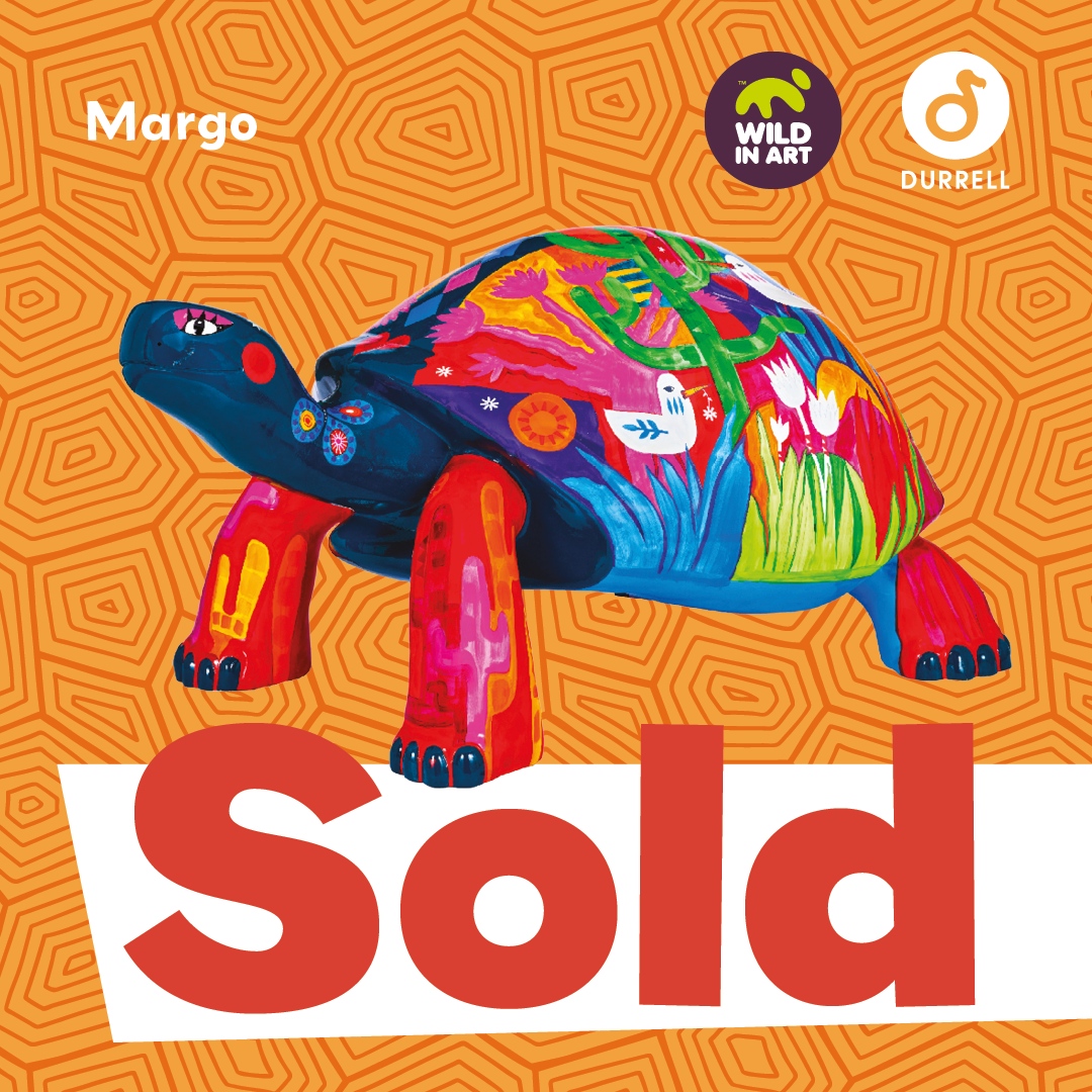 ⭐️ SOLD for £7,500! ⭐️  

🐢 ‘Margo’ by Shirley Copperwhite 

👉 tortoise.durrell.org/the-tortoises/…
