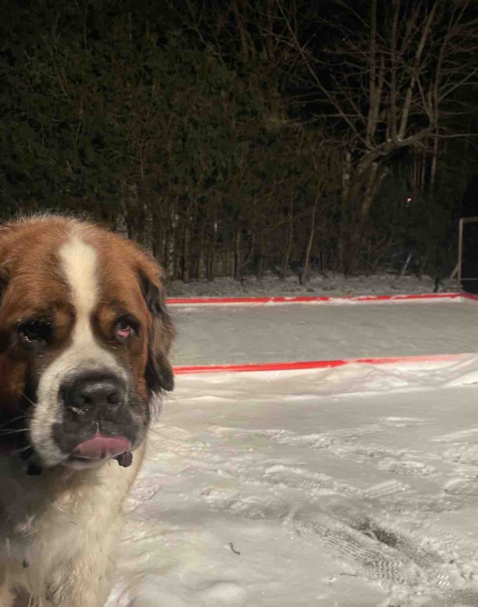 The best supporters of #odr season are the pups! We love to see it! #dogsofinstagram #rinkmasterpups #dogsoutdoors