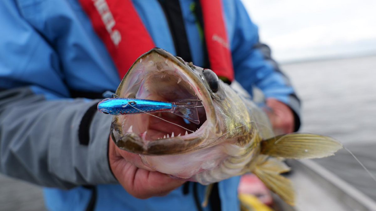 Jason Mitchell, no stranger to the season for glide baits, has been putting the NEW! Pitchin' Puppet to work for some time now! The Blue Racecar color was the right flavor for this angry walter! #TeamNorthlandTackle