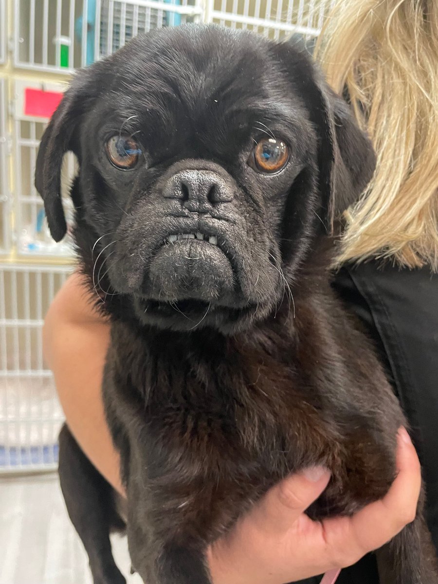 DFW Pug Rescue Club tweet media