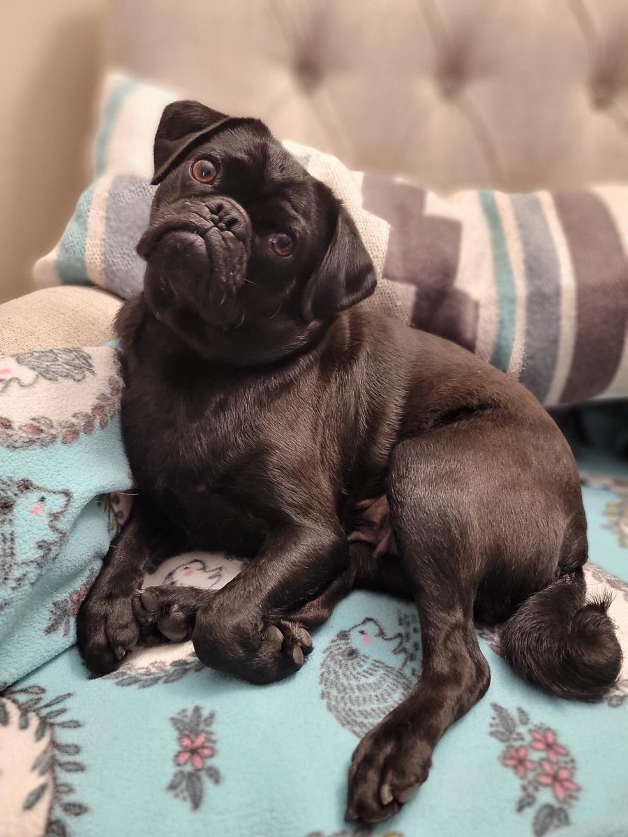 DFW Pug Rescue Club tweet media