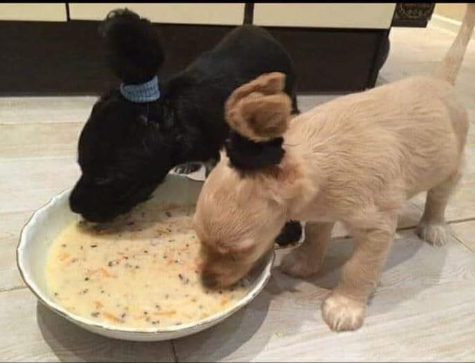 Chesuchesuto's tweet image. "The slop they feed their samurai is so foul they do not notice the taste of poison! The fortress will be completely unguarded by nightfall..."