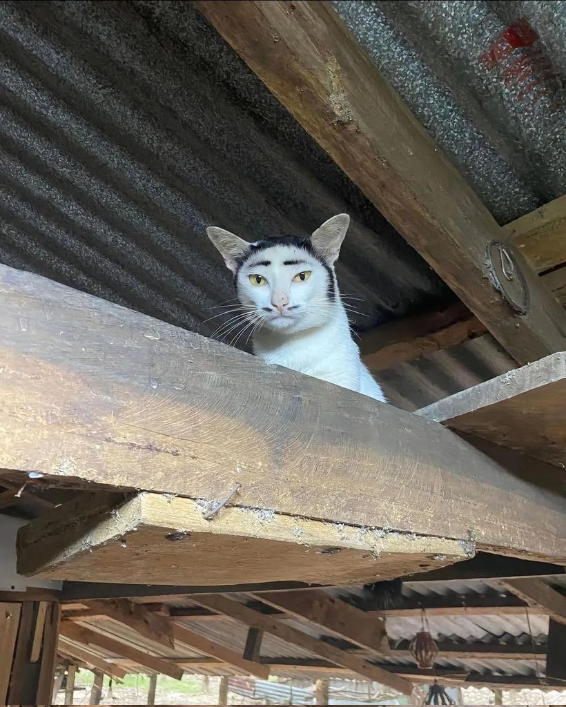 Chesuchesuto's tweet image. "The slop they feed their samurai is so foul they do not notice the taste of poison! The fortress will be completely unguarded by nightfall..."