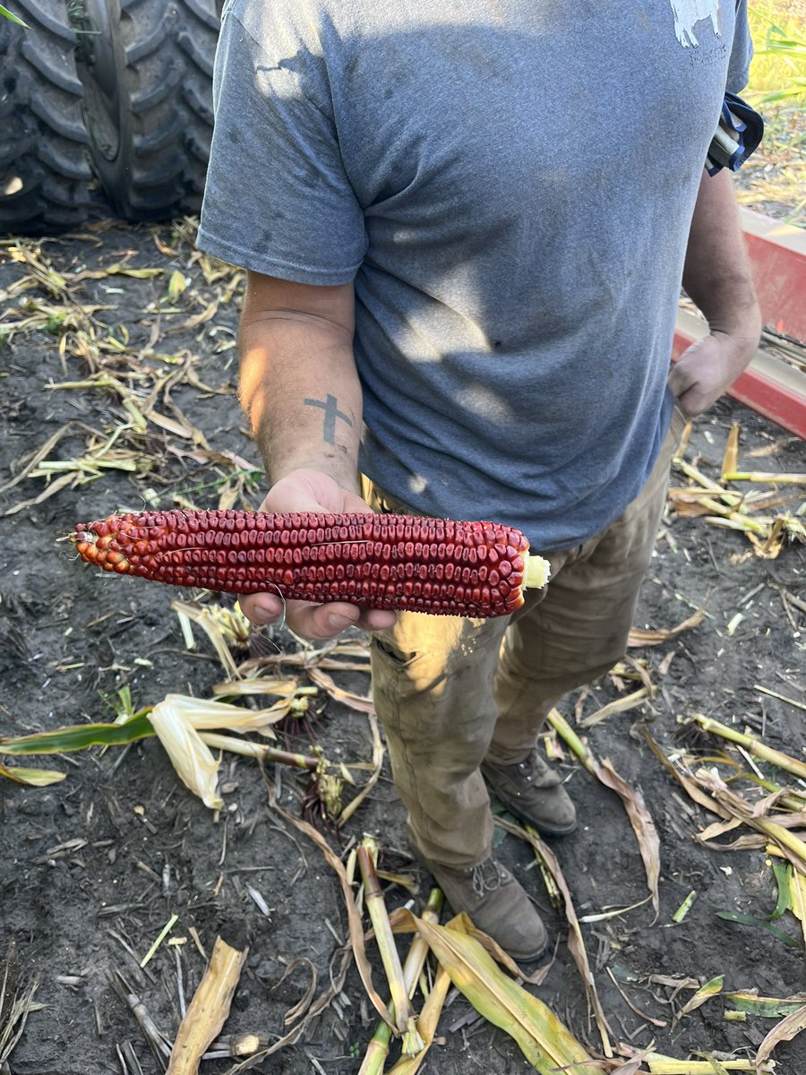 amber_alert11's tweet photo. This is what it’s all about as a seed rep!
Getting in the field with growers and your products. Seeing their eyes light up as they harvest high quality feed for their animals. Watching them smile because the #Enogen they tried far surpassed their expectations!
@NKNorthernIL_WI https://t.co/XE9mKfiTAS