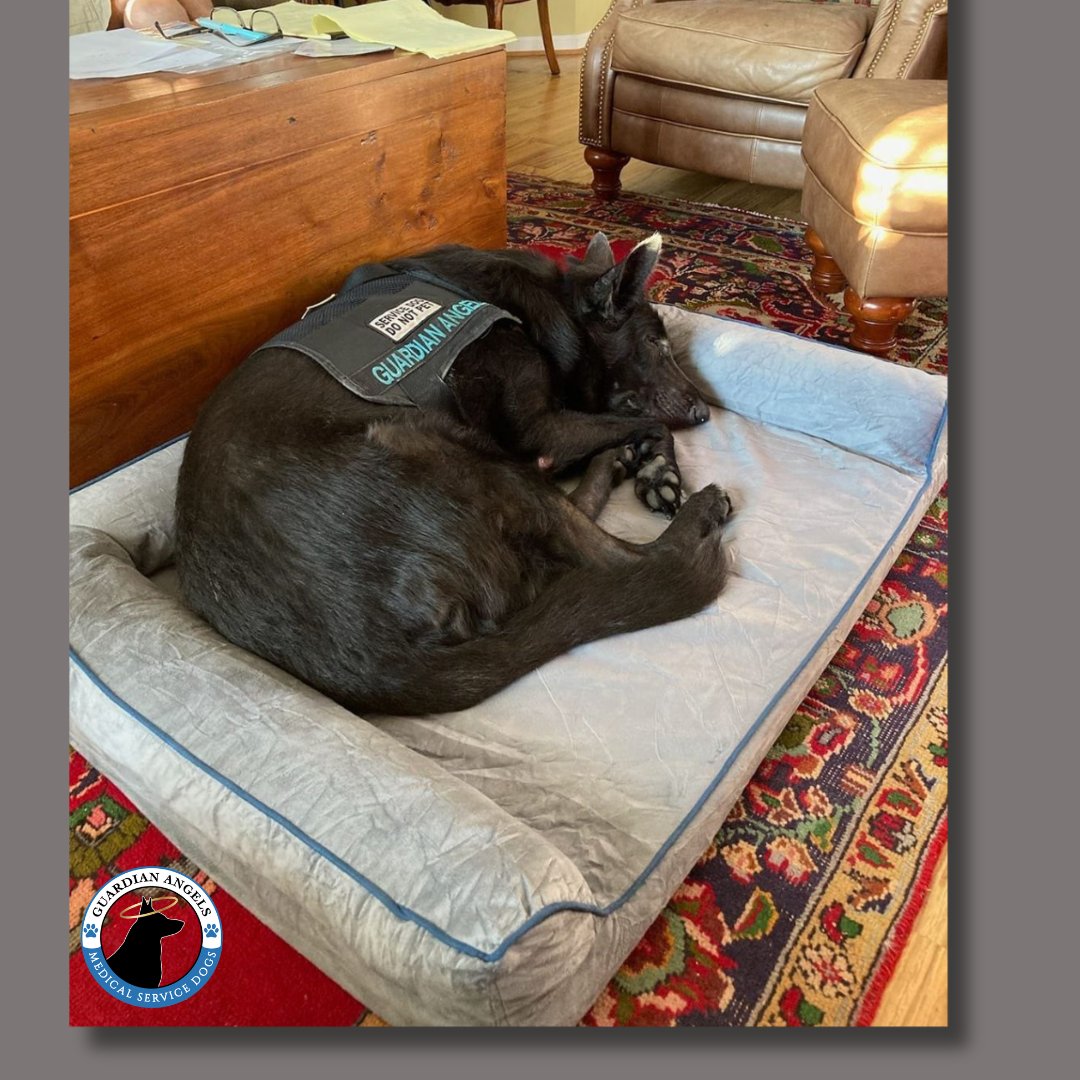 🥰Recipient Aron shared this A-dogable pic of his Super #ServiceDog, Allie, who clearly likes the new bed he bought for her💙🐾 #NotSpoiled😉 #Love #GSD #ServiceDogs #NewNormal #DogTwitter #DogsofTwitter