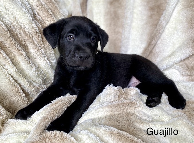 DFW Labrador Rescue DFWLabRescue X