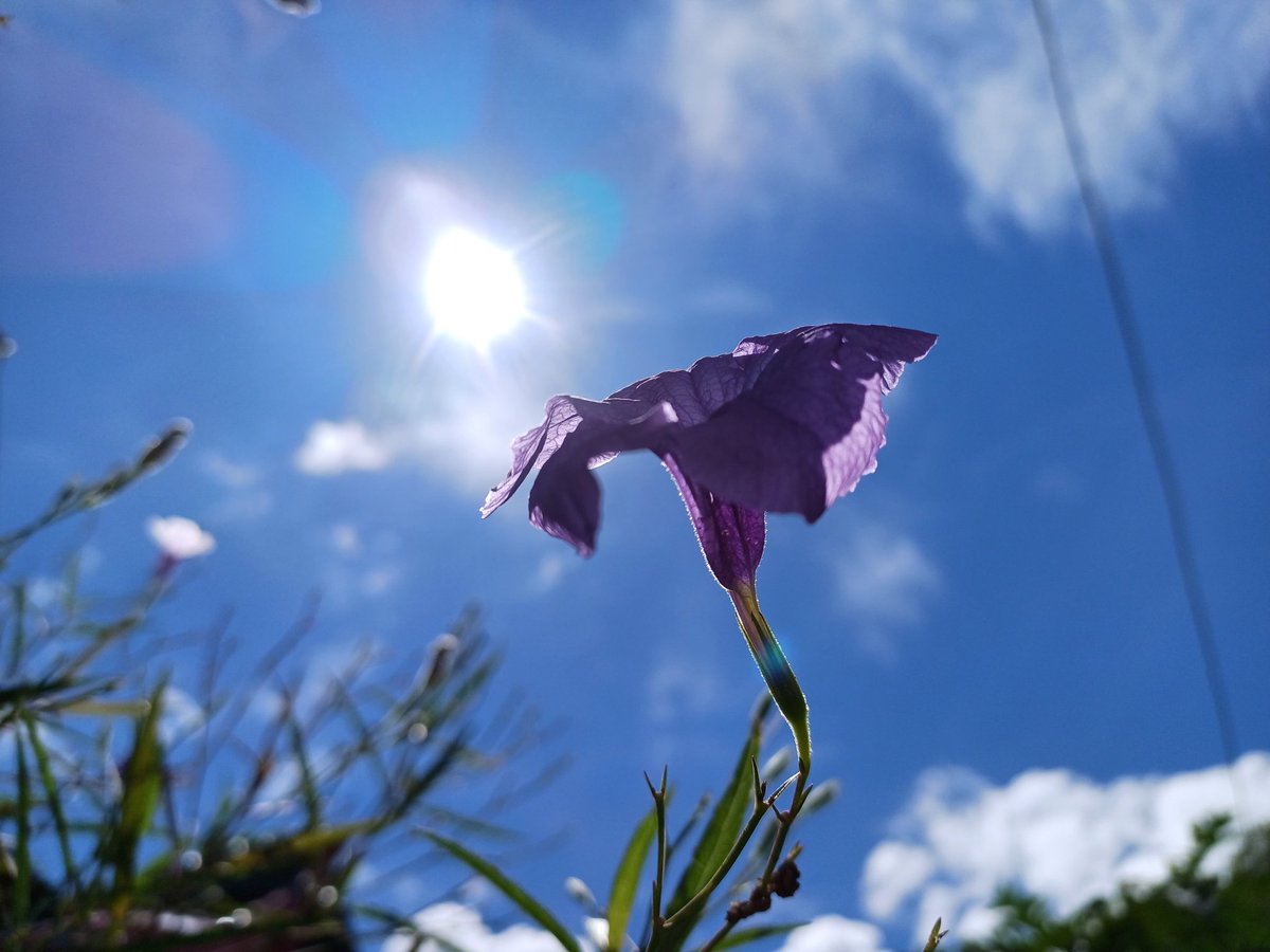 licoc021's tweet image. Para ti amor Lidia Ico sé que la verás en algún momento. Te amo 💖