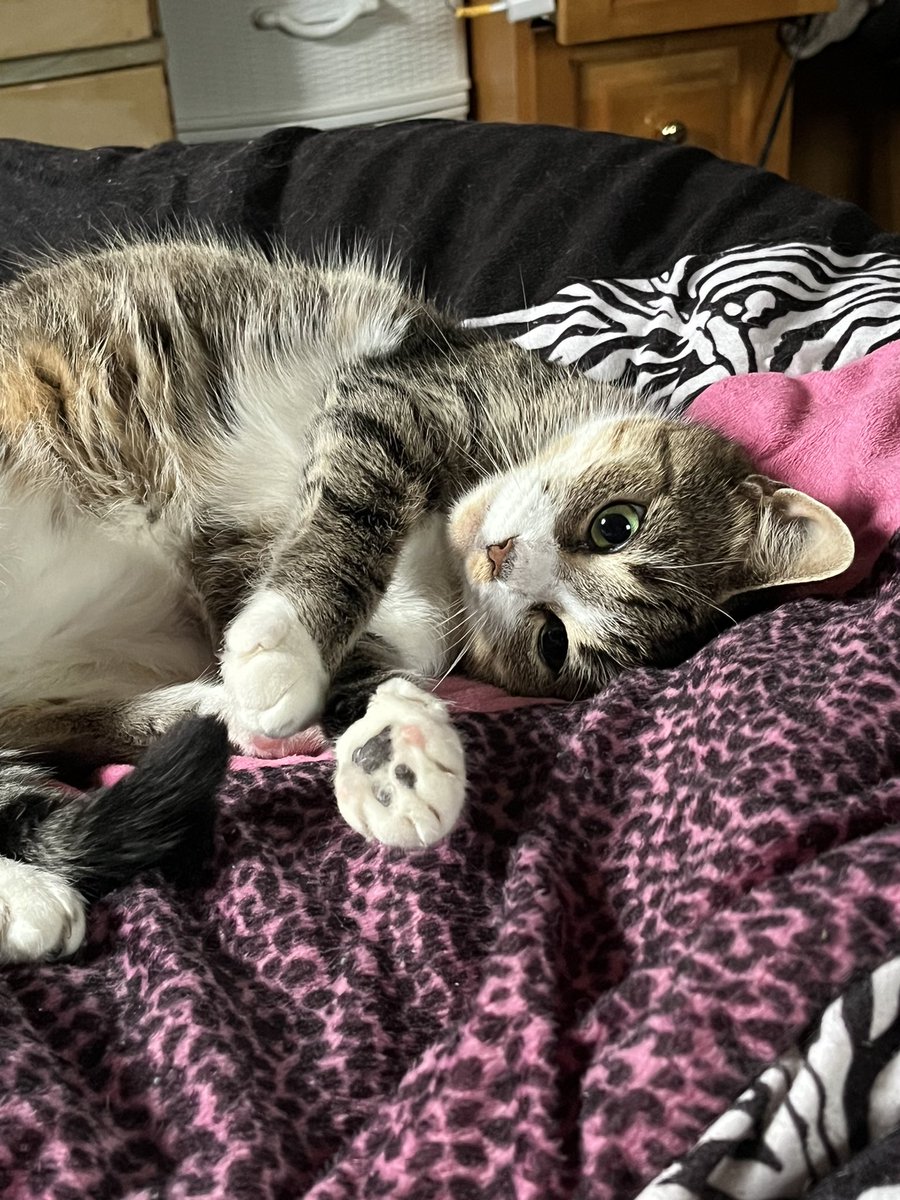 goneblond's tweet photo. Loki is such a beautiful little cat. She’s also very playful. ❤️🐾 #Cats #CatsOfNewfoundland https://t.co/MqPIicE7md