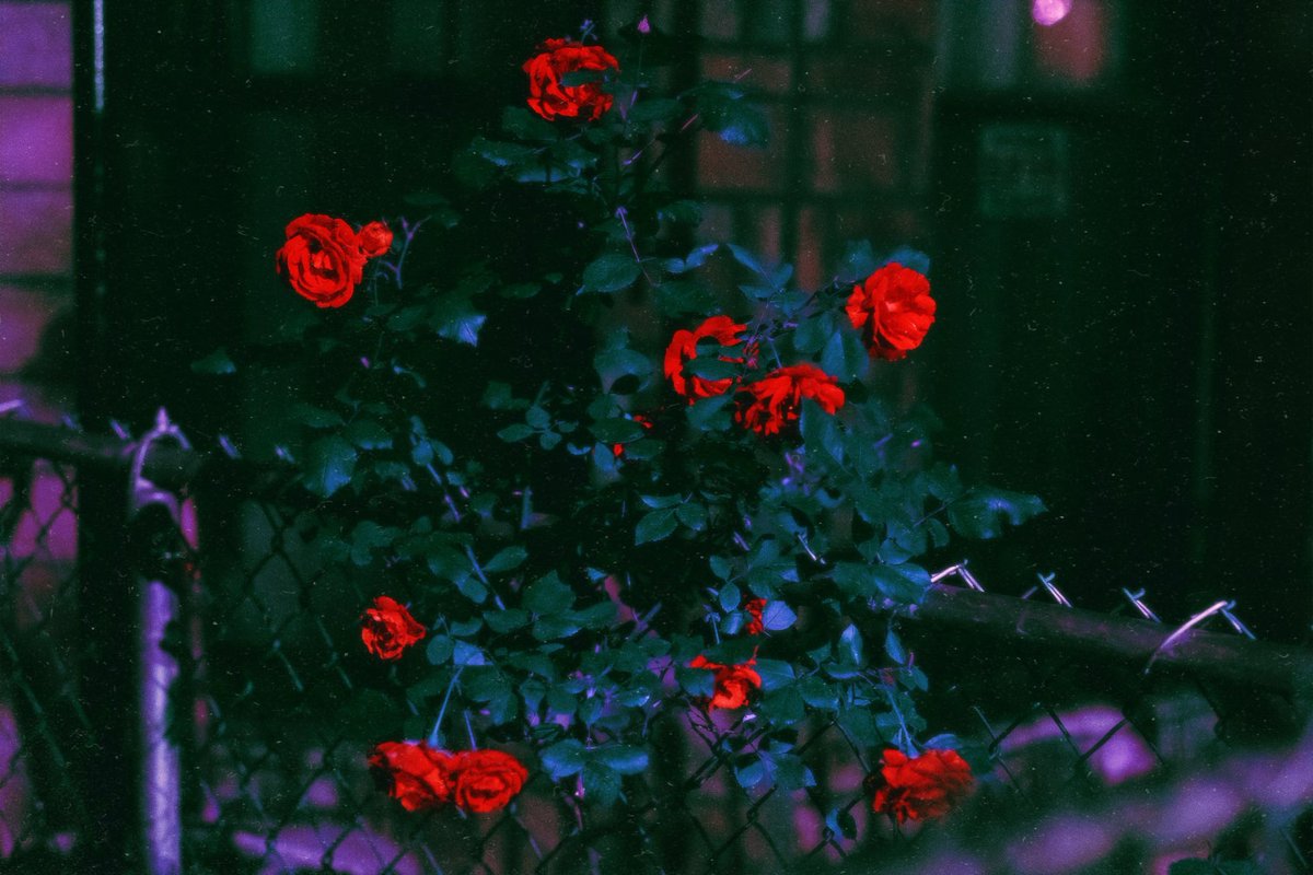 ▀▄▀𝙙𝙞𝙜𝙞𝙩𝙖𝙡 𝙡𝙚𝙛𝙩𝙤𝙫𝙚𝙧𝙨✰✰ tweet media