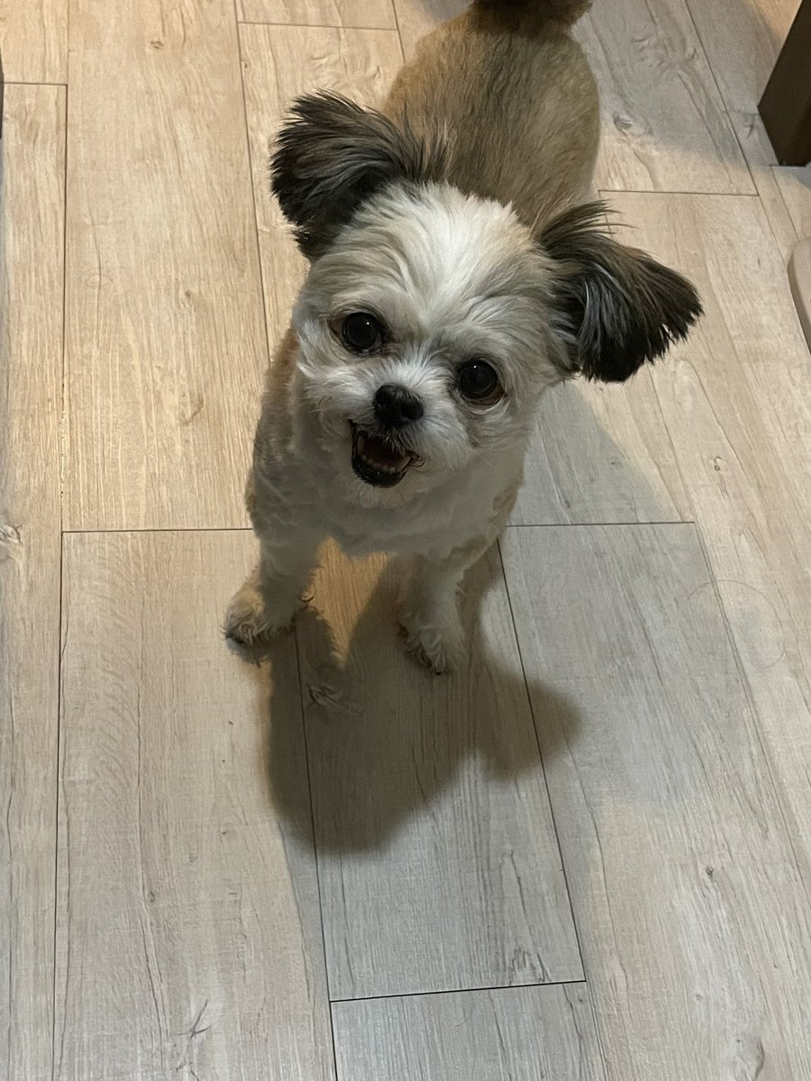 ikkeichin's tweet photo. 菅田将暉、なかなか見どころある役者ですねん～応援したってますねん🐶それよりはよ飯ちょ～だい🐶
百獣の福ちゃん‼️

#ペキチー
#チワワ
#ペキニーズ
#犬のきもち
#dog
#犬のいる暮らし
#菅田将暉
#ミステリと言う勿れ
#ワンピース
#百獣海賊団 https://t.co/LCc5bwlE5m