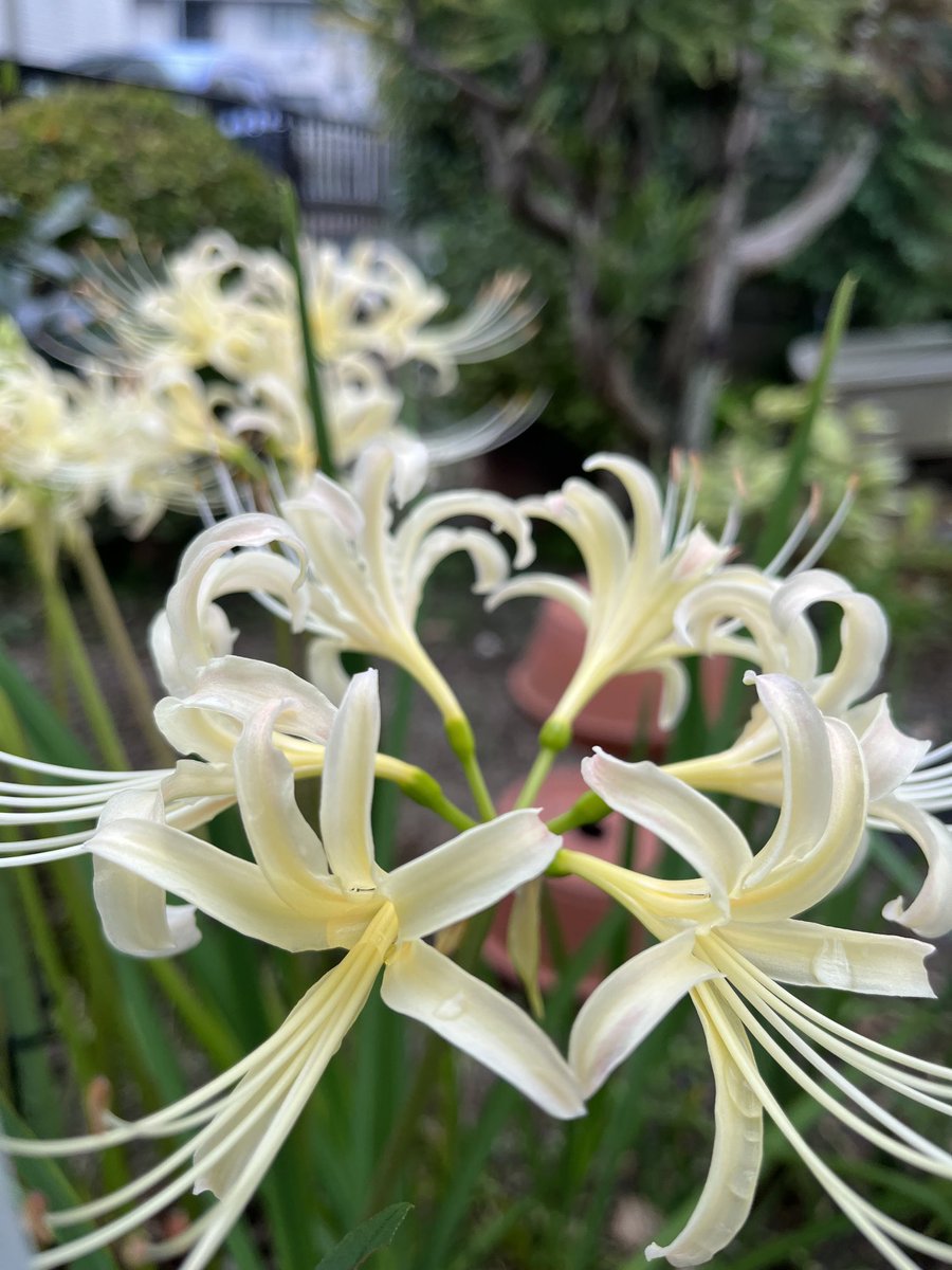 いつの間にか咲いてた