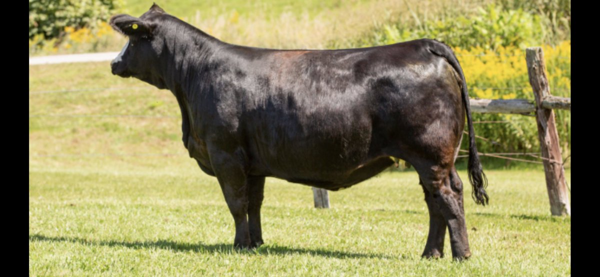 Almost a week till the Quality Control Sale!! Here’s our Lot 31 a black blaze WS Epic daughter out of a R+ 5015C dam. Bred early to Relentless 32C for a quick ROI. <a href="/CdnSimmental/">Canadian Simmental</a> #ontag 
#brendaleacres <a href="/BeefFarmersON/">Beef Farmers of Ontario</a> 
Reach out with any questions