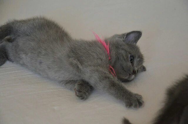 おはようございます🐈 
8歳の姉猫が子猫のとき。ちっちゃい！
当時は毎日私の首に巻きついて寝てたな…(可愛い)
金曜日、頑張りましょー！