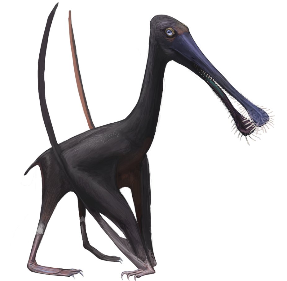 Lusognathus, a newly described gnathosaurine ctenochasmatid pterosaur from the Upper Jurassic of Portugal's Lourinha Formation!

The species name, almadrava, is derived from the Arabic word for 'Al Madraba' which is an elaborate Portuguese fishtrap.

Congrats to Fernandes et al.!