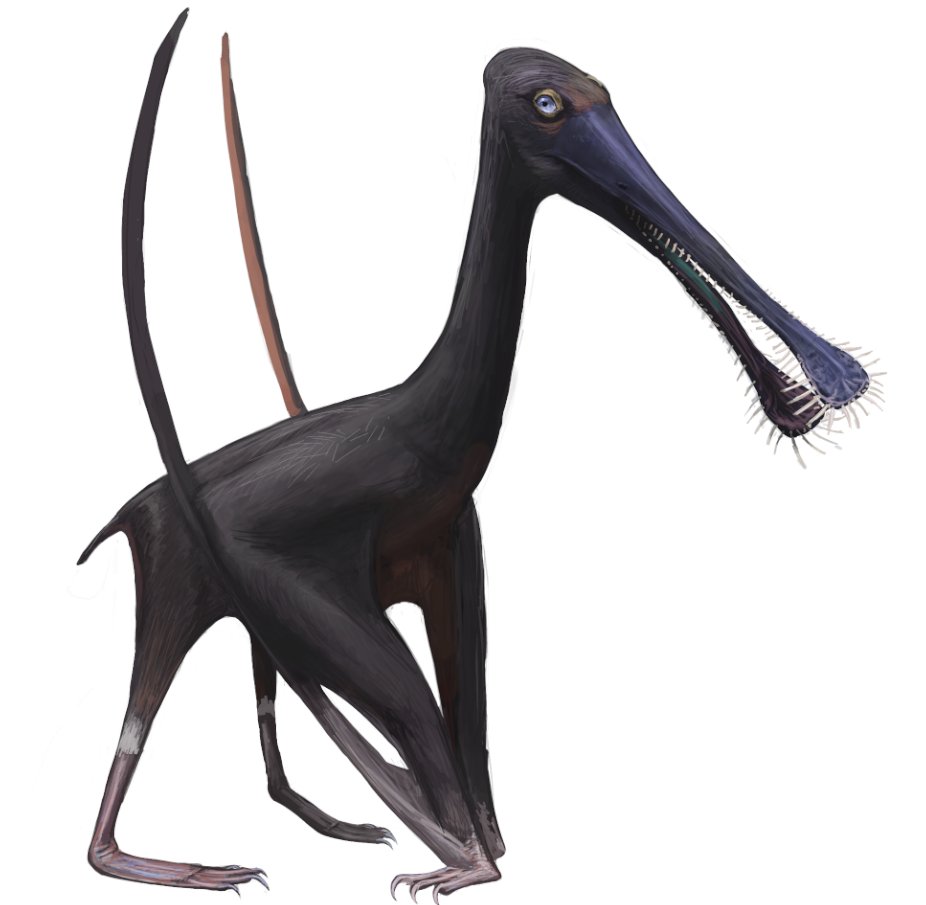 Lusognathus, a newly described gnathosaurine ctenochasmatid pterosaur from the Upper Jurassic of Portugal's Lourinha Formation! The species name, almadrava, is derived from the Arabic word for 'Al Madraba' which is an elaborate Portuguese fishtrap. Congrats to Fernandes et al.!