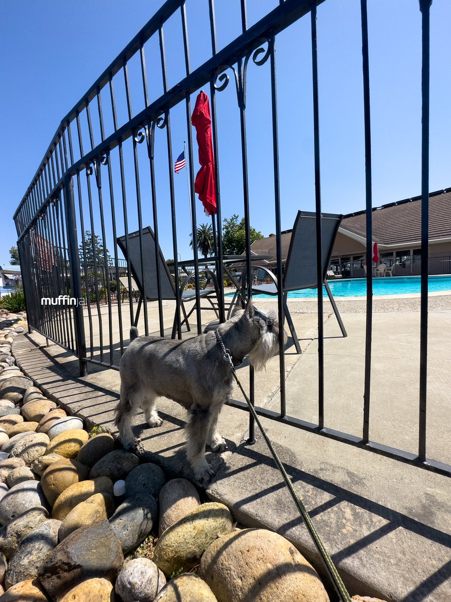 I would love to jump into the water 😅😂🤣 Splash! 💦🏡 #MobileHome parks tour with @alexchowhomes 🚙 #CentralParkWest #UnionCity #RealEstate #94587 🌴 #BayArea #BayAreaDogs #DogsOfBayArea 🐶🐾 #MiniatureSchnauzer #Schnauzer