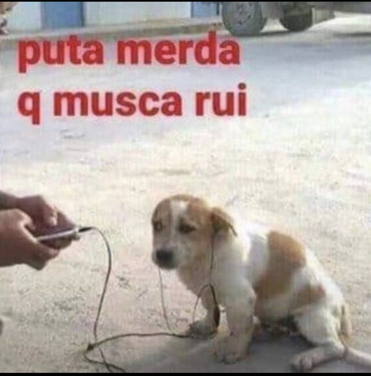 Shitpost só que de verdade tweet media